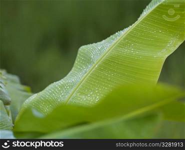 Raindrops on leaves in Bali