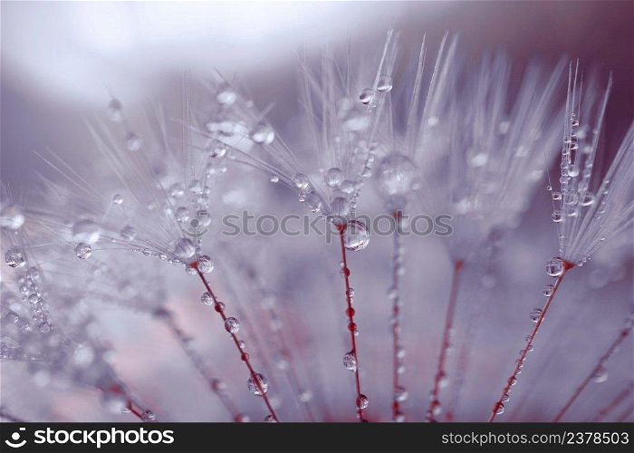  raindrops on the dandelion flower seed in rainy days in spring season        