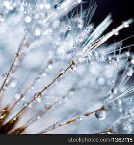raindrops on the dandelion seed , rainy days in spring