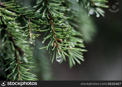 raindrops on the ends of fir branches. deep bokeh.