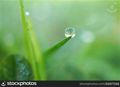 raindrops on the green grass