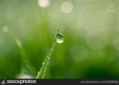 raindrops on the green grass in rainy days, winter season