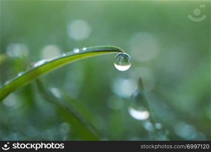 raindrops on the green grass plant