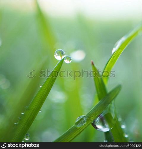 raindrops on the green grass plant