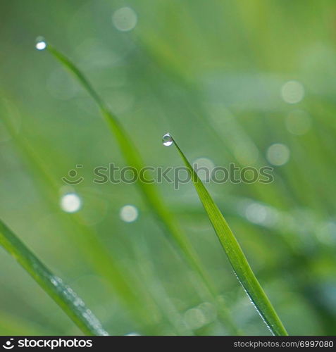 raindrops on the green grass plant in the garden