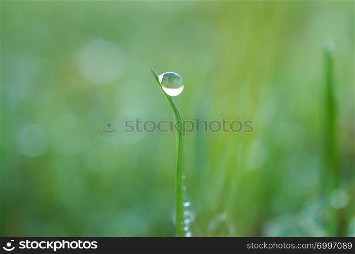 raindrops on the green grass plant in the garden