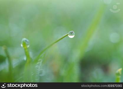 raindrops on the green grass plant in the garden