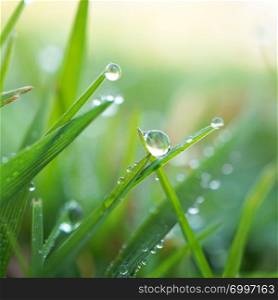 raindrops on the green grass plant in the garden