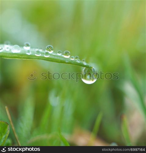 raindrops on the green grass plant in the nature