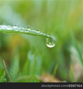 raindrops on the green grass plant in the nature