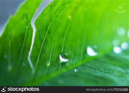 raindrops on the green plant leaf in the nature                               