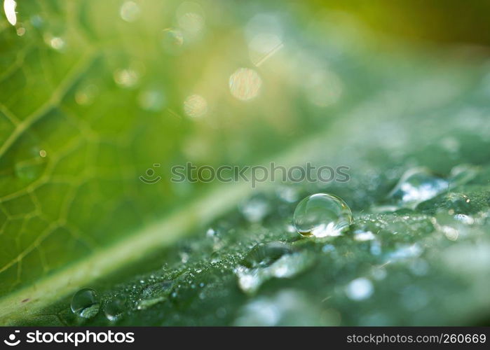 raindrops on the green plant leaves