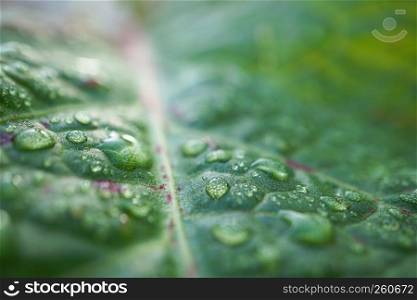 raindrops on the green plant leaves