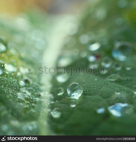 raindrops on the green plant leaves