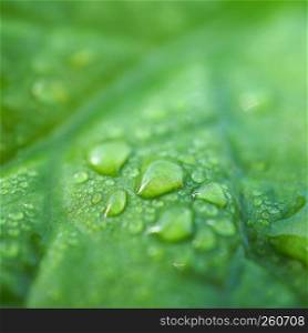 raindrops on the green plant leaves