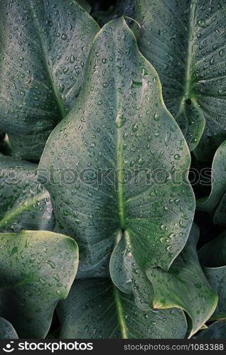 raindrops on the green plant leaves in autumn