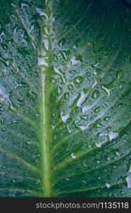 raindrops on the green plant leaves in rainy days in winter season