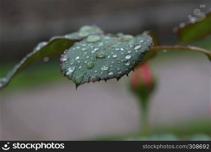 raindrops on the leaf of rose