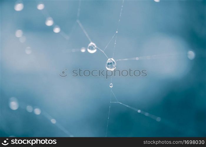 raindrops on the spiderweb