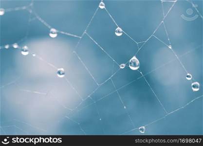 raindrops on the spiderweb