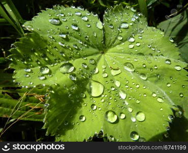 raindrops. raindrops on a green leaf