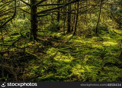 Rainforest at Cape Disappointment, Washington, USA.