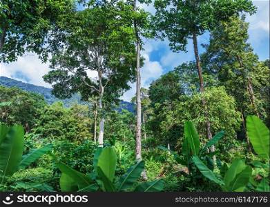 Rainforest forest in the tropics of Southeast Asia