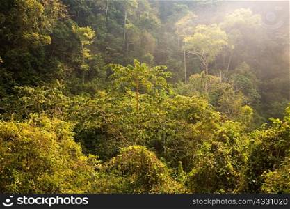 Rainforest in laos