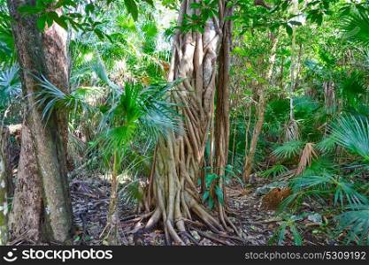 Rainforest jungle in Riviera Maya at Mayan Mexico