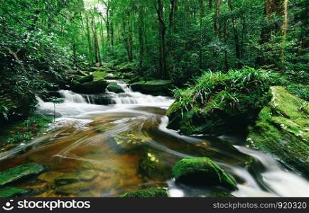 rainforest jungle with rock and green mos in the morning wild tropical forest / Mountain river stream waterfall green forest landscape nature plant tree