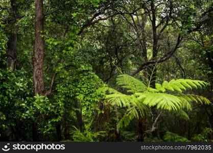 Rainforest landscape of ferns and trees wet with rain in the rainforest