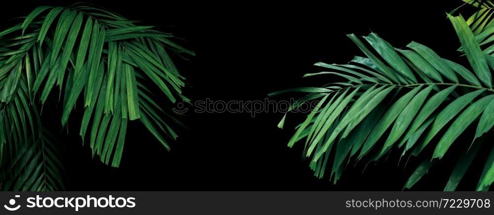 Rainforest palm leaves tropical foliage plant on black background, ornamental palm trees in tropical garden.