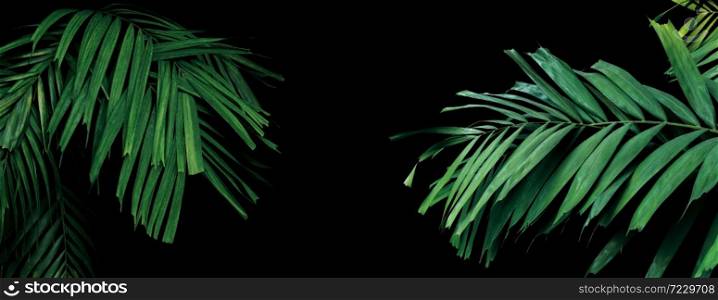 Rainforest palm leaves tropical foliage plant on black background, ornamental palm trees in tropical garden.