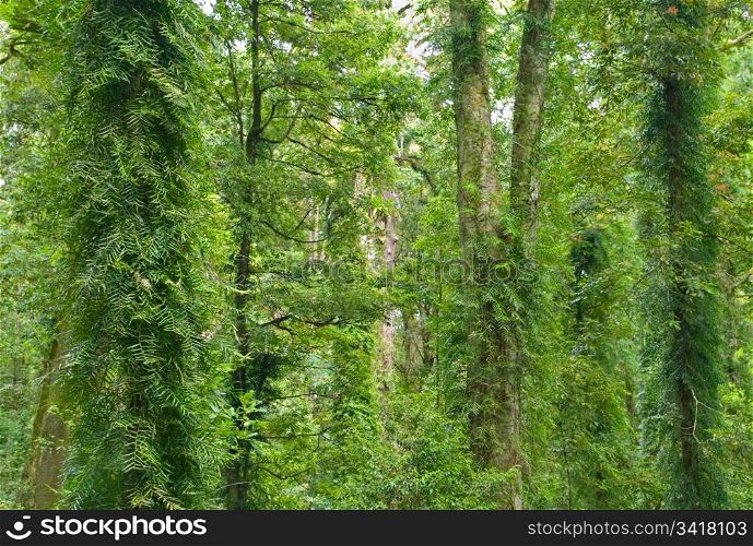 rainforest trees. the beauty of the rainforest trees in dorrigo world heritage area