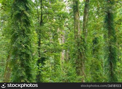 rainforest trees. the beauty of the rainforest trees in dorrigo world heritage area
