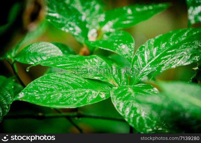 Rainforest with flowers and plants. Green leaves