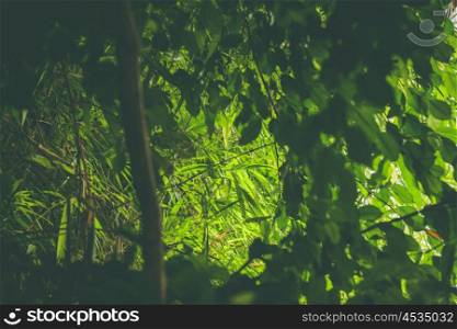 Rainforest with green plants and vegetation in daylight