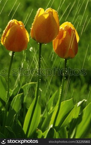 Raining on Tulips