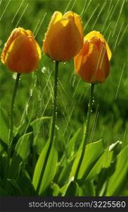 Raining on Tulips