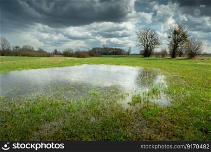 Rainwater on a green meadow, trees and a cloudy sky, spring view
