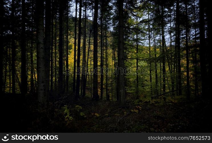 Rainy day in Autumn Forest in Vrancea, Romania