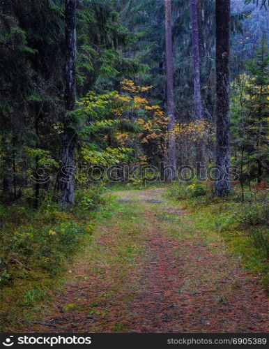 Rainy midday in forest. Autumn season near Vilnius, Lithuania