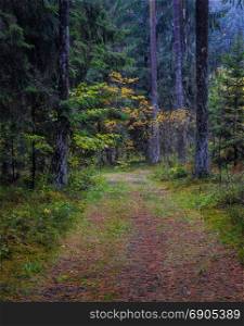 Rainy midday in forest. Autumn season near Vilnius, Lithuania