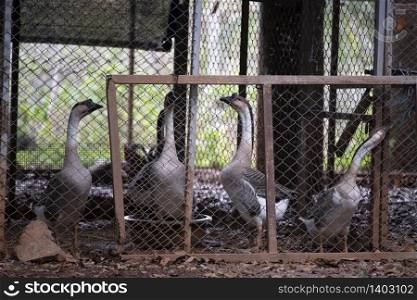 Raise geese in cages on the farm