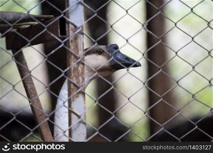 Raise geese in cages on the farm