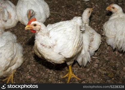 raising chickens on a farm in ecuador