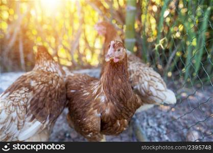 Raising laying hens in an organic farm