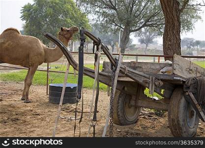 Rajasthan, India, camel in rural area