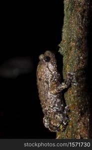 Ramanella mormorata, Matheran, Maharashtra, India. Indian dot frog, marbled ramanella, dark-banded frog, and mottled globular frog, a species of narrow-mouthed frog endemic to the Western Ghats