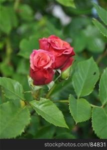 Rambler rose at garden bed